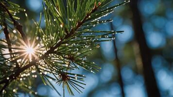 Close-up of a pine branch with water droplets and sunlight filtering through the trees. photo