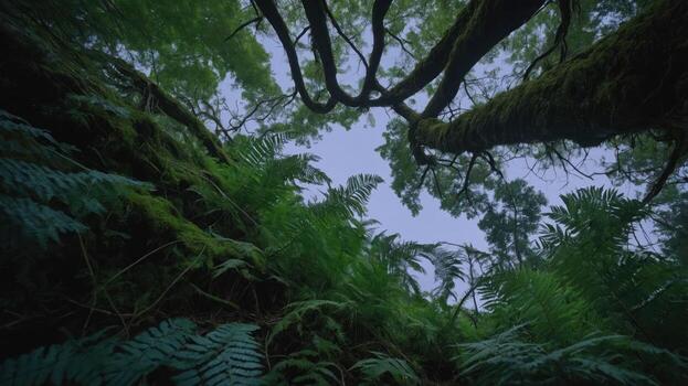 A low-angle view of lush ferns and trees in a dense forest, capturing nature's tranquility. photo