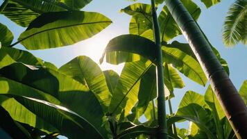 Lush green leaves with sunlight filtering through, creating a vibrant natural scene. photo