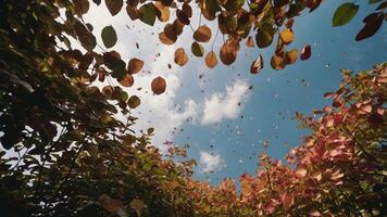 A vibrant view of autumn leaves falling against a bright blue sky. photo