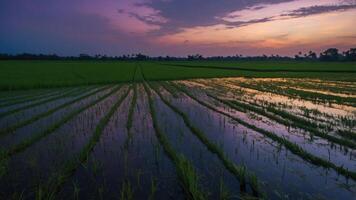 A serene landscape of rice fields reflecting a colorful sunset in a tranquil environment. photo