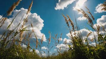 A serene view of tall grass against a bright sky with fluffy clouds. photo