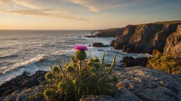 A vibrant thistle flower stands on a rocky cliff overlooking the ocean at sunset. photo