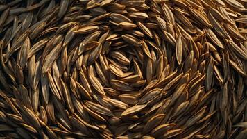 A close-up view of sunflower seeds arranged in a spiral pattern. photo