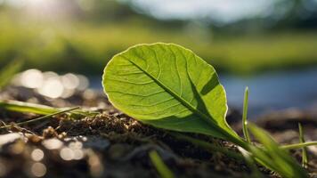 A close-up of a green leaf resting on the ground, illuminated by sunlight. photo