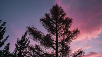 Silhouette of a pine tree against a colorful sunset sky. photo