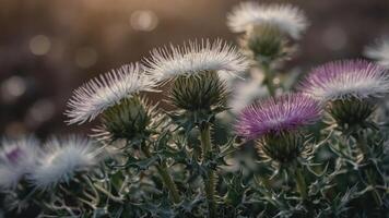 A close-up of colorful thistle flowers with a blurred background, showcasing nature's beauty. photo