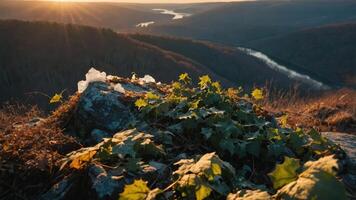 A scenic view of a river valley at sunset, with ivy-covered rocks in the foreground. photo