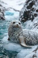 Spotted Seal Resting On Ice In Arctic Waters photo