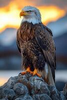 Majestic Bald Eagle Perched on Rocks at Sunset photo