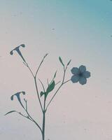 Old photograph of silhouette minnieroot tree with leaves and flowers and sunset background fade condition graphic illustration have blank space. vector
