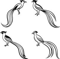 four different birds with long tails on a white background vector
