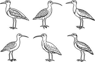 six different birds in different poses on a white background vector