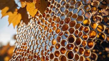 Close-up of a honeycomb structure with autumn leaves in the background. photo