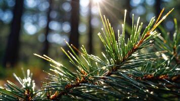 Close-up of pine needles glistening with dew in a forest setting. photo