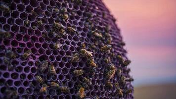 Close-up of bees on a honeycomb with a colorful sky in the background. photo