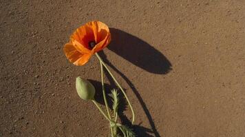 A vibrant orange poppy flower and bud resting on a sandy surface, casting a soft shadow. photo