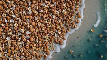 A close-up view of shells and nuts on a sandy beach with gentle waves. photo