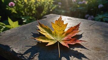 A vibrant autumn leaf resting on a stone surface, illuminated by soft sunlight. photo