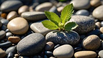 A sprout emerging from a bed of smooth stones, symbolizing growth and resilience. photo