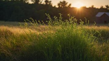 A sunlit field with tall grass and a rustic barn in the background. photo