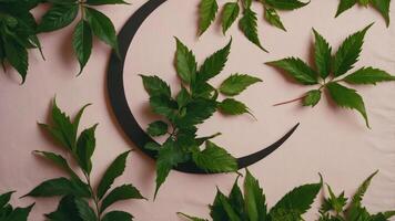 A decorative arrangement of green leaves and a crescent shape on a soft pink background. photo