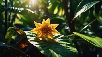 A vibrant yellow flower emerges among lush green leaves in a sunlit forest setting. photo