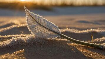 A close-up of a frosted leaf resting on sandy ground, illuminated by soft sunlight. photo