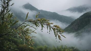 A close-up of a rain-soaked branch with mountains shrouded in mist in the background. photo