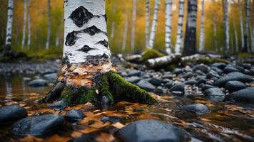 A serene riverside scene featuring birch trees, smooth stones, and autumn foliage reflections. photo