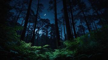 A serene forest scene illuminated by moonlight, featuring lush ferns and tall trees. photo