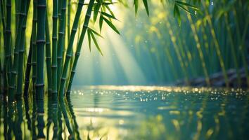 Bamboo Forest Reflecting in Water with Sun Rays Shining Through Trees photo