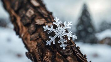 Snowflake Resting on Tree Branch in a Winter Landscape Scene photo
