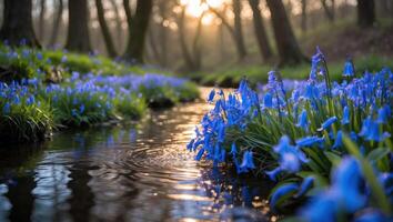Bluebells Blooming Along Forest Stream at Sunset Creating Magical Atmosphere photo