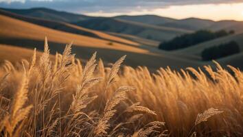 Tall Grass Field with Rolling Hills During Golden Hour Sunset photo