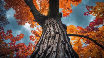 Looking Up at Colorful Autumn Tree Canopy Against Overcast Sky photo
