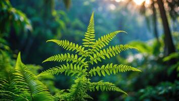 Bright Green Fern Growing in Lush Forest with Sunlight Shining Through photo