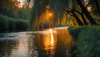 River Flowing Under Weeping Willow Trees with a Golden Sunset Light photo