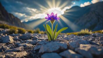 Purple Flower Growing on Rocky Mountain with Sunlight Streaming Through Clouds photo