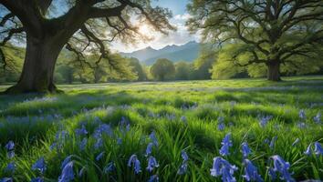 Bluebells Blooming in a Meadow with Large Trees and Distant Mountains photo