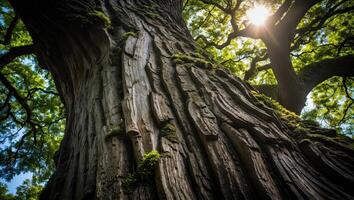 Looking Up at Majestic Tree Trunk with Sunlight Filtering Through Canopy photo