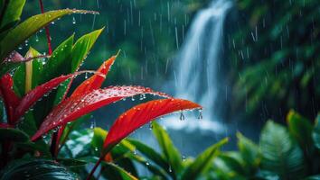 Rain Drizzling on Red Leaf Plants with a Waterfall Background photo