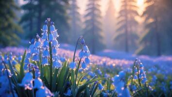 Blooming Bluebells in Forest Glade at Sunrise with Gentle Light photo