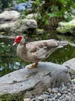 A Muscovy duck gracefully stands on a smooth rock by a peaceful and tranquil pond, surrounded by lush green foliage photo