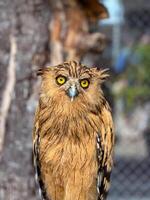 A captivating Tawny Fish Owl or Ketupa flavipes or beluk ketupa is gracefully perched on a wooden stump, looking directly at the viewer, showcasing its unique features amidst a peaceful and serene environment photo