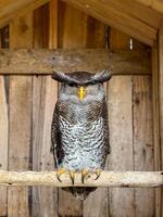 A stunning and magnificent Barred Eagle-Owl or Bubo Sumatranus or Ketupa Sumatranus or Beluk Jampuk confidently staring while perched gracefully in a charming rustic environment photo