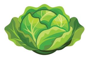 Vibrant Illustration of a Head of Cabbage vector