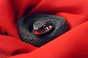 A black snake on a red cloth photo