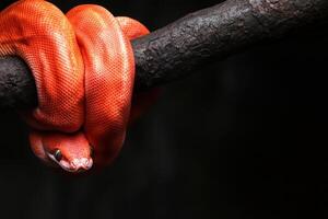 A red snake curled up on a branch photo