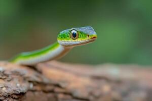 A green snake with a long tail on a tree branch photo